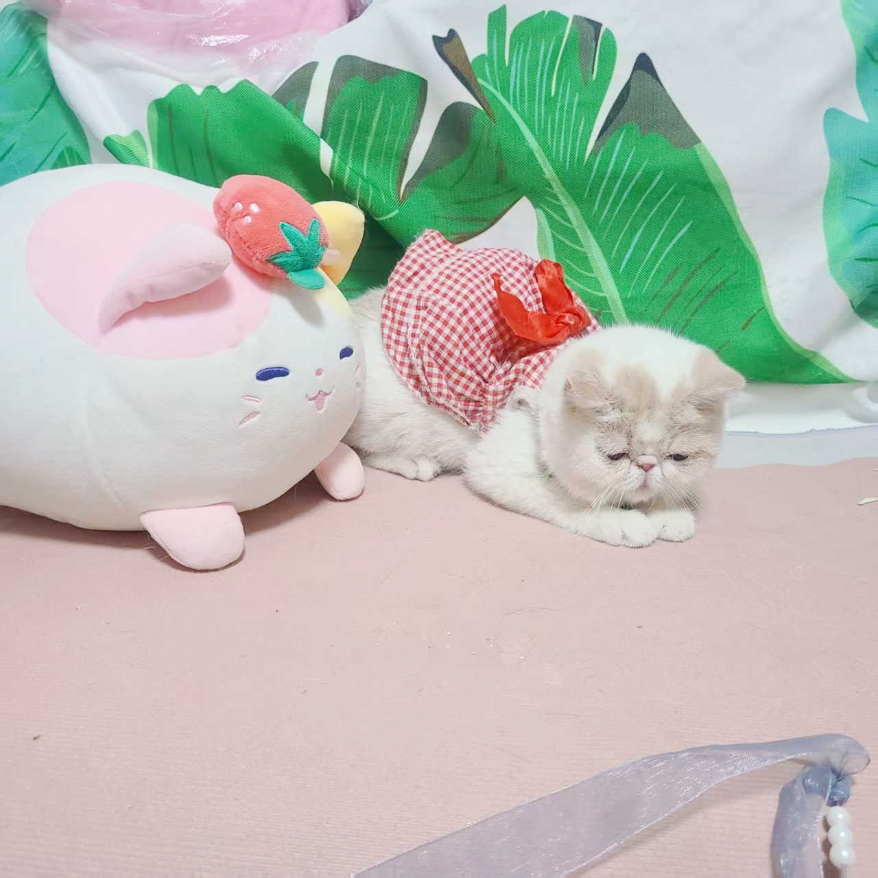 异短扁脸猫 加菲猫 草莓妹妹 乳白双色加菲猫 宠物猫